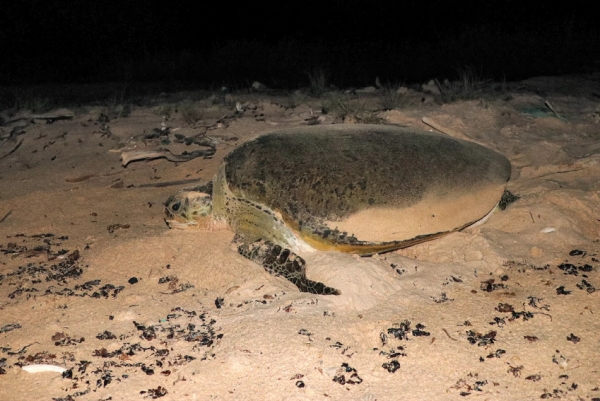 السلاحف البحرية في اليمن مهددة بالانقراض بسبب نقص الذكور 