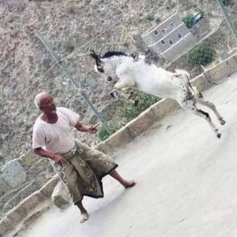 غلاء الأضاحي في اليمن ينحر فرحة العيد 
