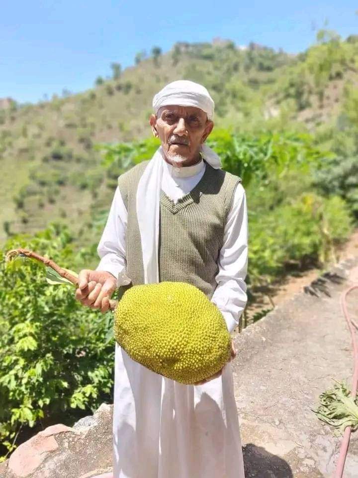 شاهد.. مزارعون يمنيون ينجحون في زراعة فاكهة لاتوجد سوى في دولتين بالعالم