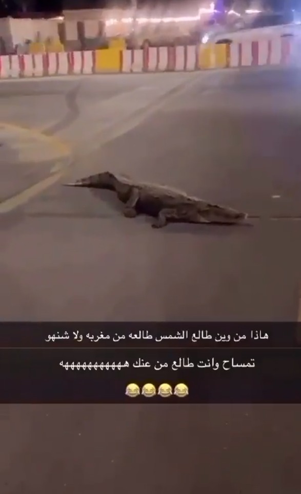 مشهد نادر.. تمساح ضخم يتجول في الشوارع السعودية فجأة ويثير الهلع بين الركاب