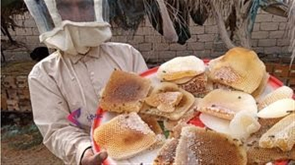 كيف تأثر قطاع النحل وإنتاج العسل في اليمن بسبب الحرب؟