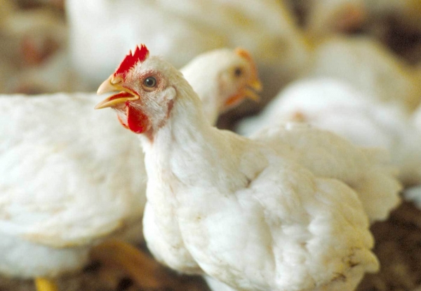 في إطار حربها الاقتصادية.. المليشيا تمنع استيراد الدجاج المجمد إلا من تجارها