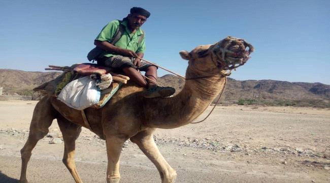 جمل هائج يقتل صاحبه في هذه المحافظة
