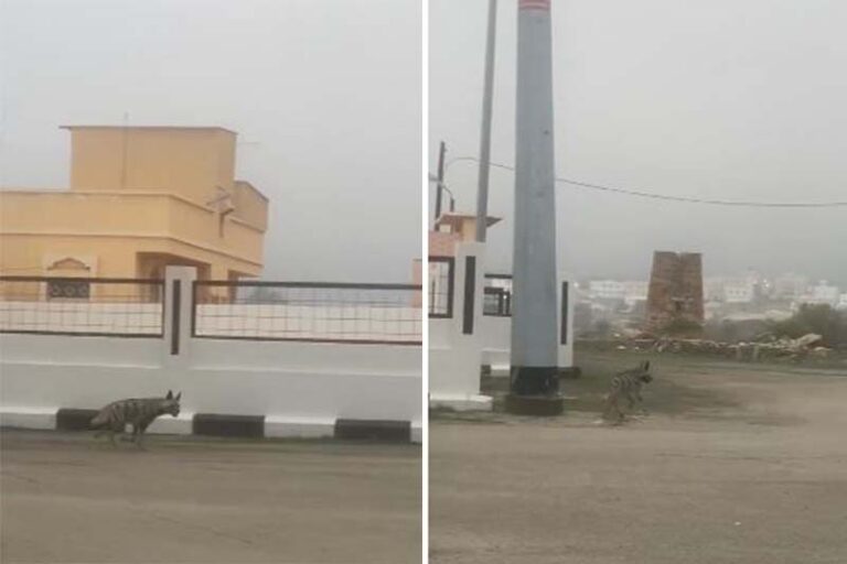 شاهد بالفيديو.. حيوان مفترس يتجول في أحد أحياء السعودية يثير رعب الأهالي