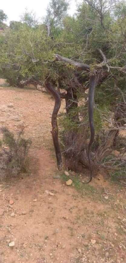 شاهد.. مواطن سعودي حاول إنقاذ شاب يمني من أفعى عملاقة وتسبب بوفاته(صورة)